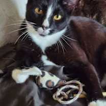 Thumbnail photo of Garnet #1