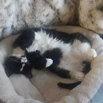 Thumbnail photo of Garnet #3