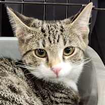 Thumbnail photo of Custard #1