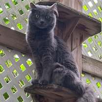 Thumbnail photo of Stardust #1