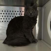 Thumbnail photo of Stardust #2