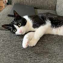 Thumbnail photo of Mr Rogers 54425 (FIV+) #4