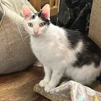 Thumbnail photo of Ollie #3