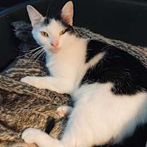 Thumbnail photo of Ollie #4