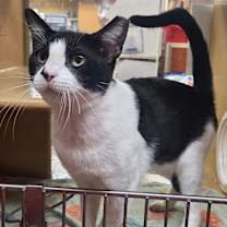 Thumbnail photo of Hutton #1