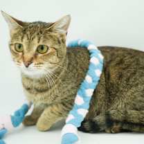 Thumbnail photo of Athena #1