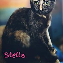 Thumbnail photo of Stella #1