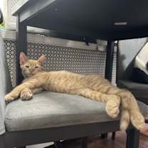 Thumbnail photo of Lancelot #3