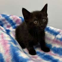 Thumbnail photo of Shania Twain #2