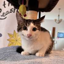 Thumbnail photo of Alfalfa #2