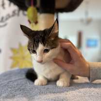 Thumbnail photo of Alfalfa #3