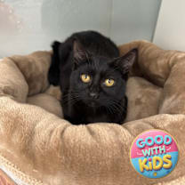 Thumbnail photo of Perseus #4