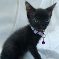 Thumbnail photo of Buzz #1