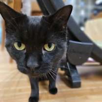 Thumbnail photo of Mystique #3