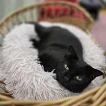 Thumbnail photo of Mystique #4