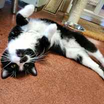 Thumbnail photo of Stubs #2