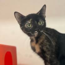 Thumbnail photo of Clover #2