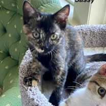 Thumbnail photo of Sassy #1