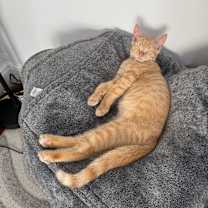 Thumbnail photo of Lancelot #4