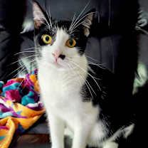 Thumbnail photo of Piper #1