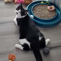 Thumbnail photo of Piper #3