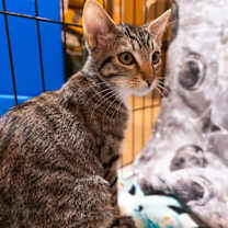 Thumbnail photo of Mochi 4817 #3