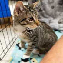 Thumbnail photo of Mochi 4817 #4