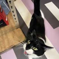 Thumbnail photo of Lyra #2