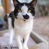 Thumbnail photo of Pinot Grigio #1