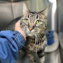 Thumbnail photo of Thor #2