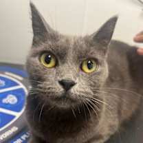 Thumbnail photo of DEBORAH #1