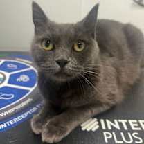 Thumbnail photo of DEBORAH #3