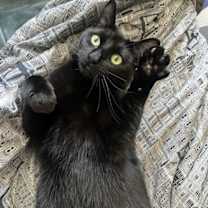 Thumbnail photo of Kiki #3