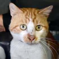 Thumbnail photo of Caru #1