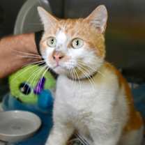 Thumbnail photo of Caru #2