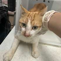 Thumbnail photo of Caru #3