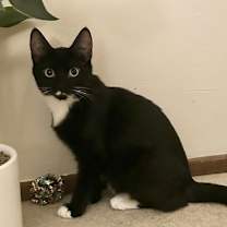 Thumbnail photo of Rooster #2