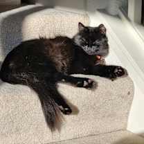 Thumbnail photo of Chatte #4