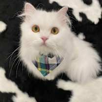 Thumbnail photo of DaDa #1