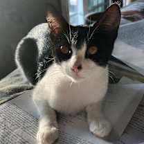 Thumbnail photo of Ivy #1