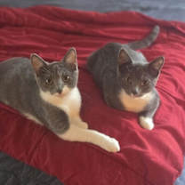 Thumbnail photo of Strawberry #3