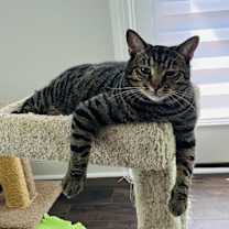 Thumbnail photo of Tosha #4