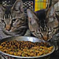 Thumbnail photo of Sammy #2