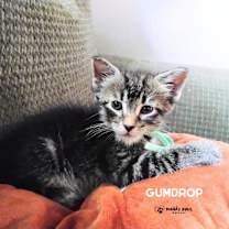 Thumbnail photo of Pumpy-Umpy-Umpkin Litter:   Gumdrop #1