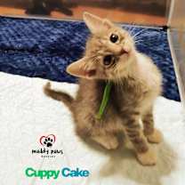 Thumbnail photo of Pumpy-Umpy-Umpkin Litter:   Cuppy Cake #1
