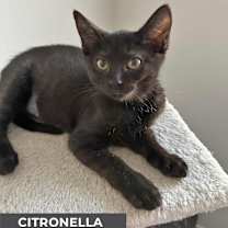 Thumbnail photo of Citronella #2