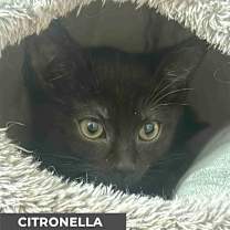 Thumbnail photo of Citronella #3