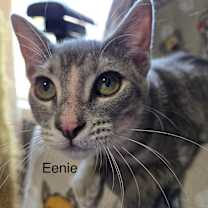 Thumbnail photo of Eeny #3