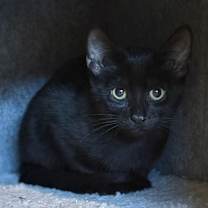 Thumbnail photo of Agamemnon #2