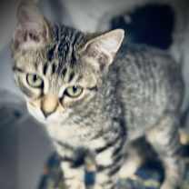 Thumbnail photo of Vivi #2